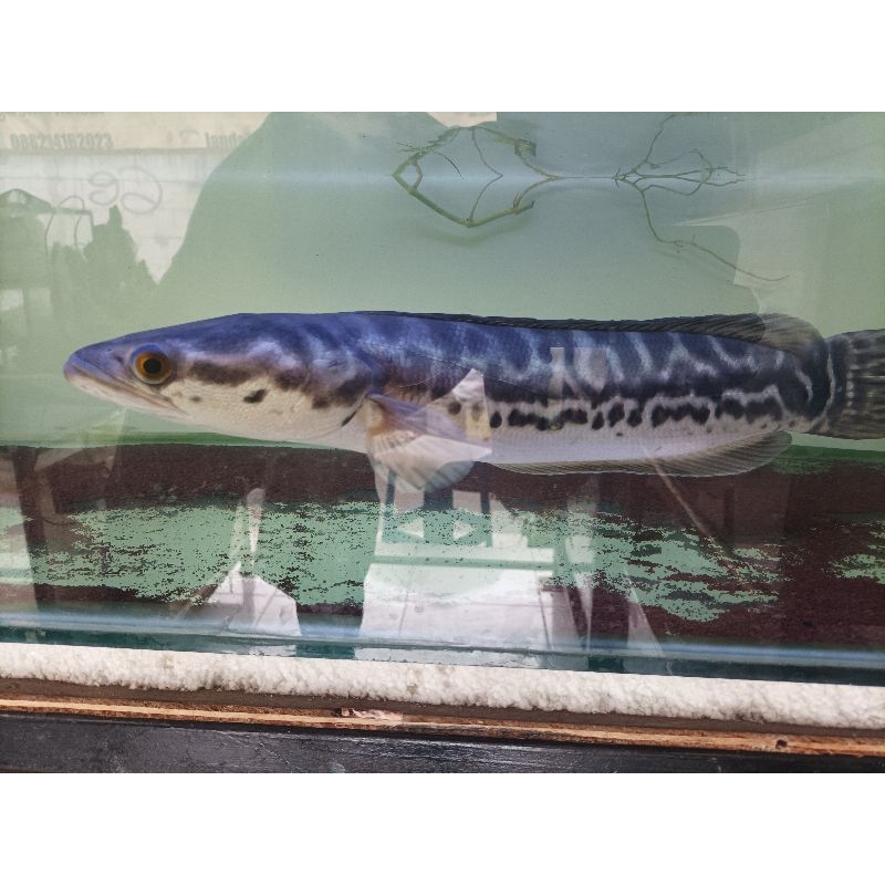 ikan gabus toman 18-20 cm