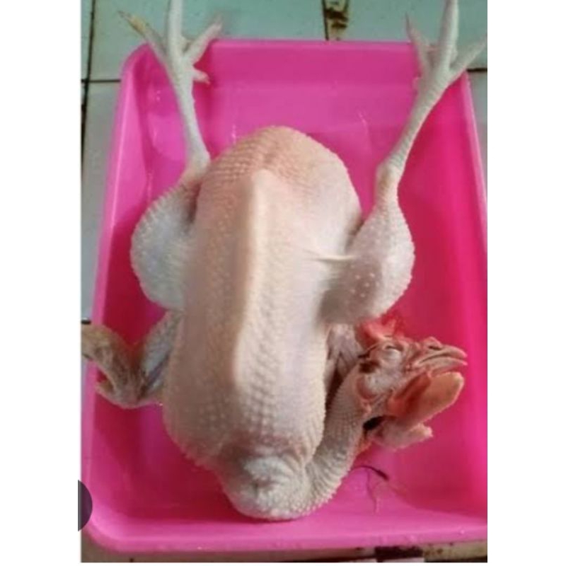 

ayam sotoan/ayam petelor 1 ekor