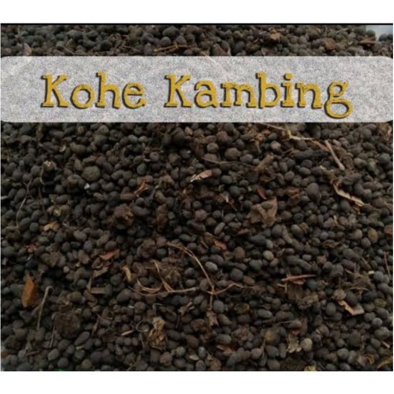 Kohe kambing Pupuk kohe kambing organik