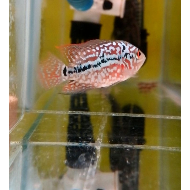 super red kamfa F2 VIP import -+ 3,5cm