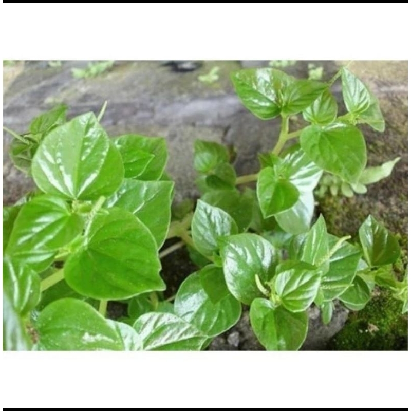 

daun ketumpang daun suruhan daun sirih cina 500