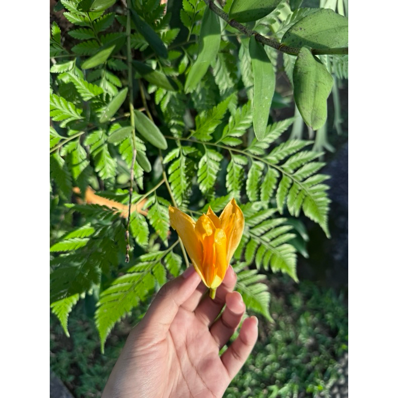 

Bunga cempaka murah | langsung dari pohonnya | asli sibang