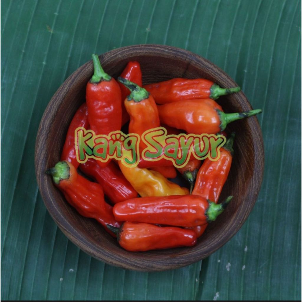 

Cabai Rawit Domba 100gr