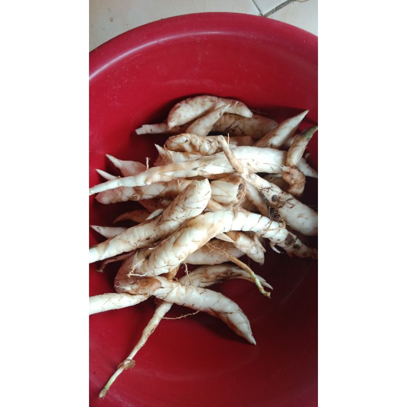 

Terbaru umbi garut ready 1kg bersih press termurah