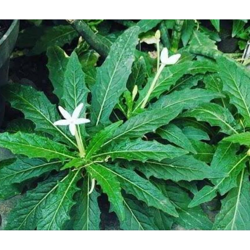 

Daun kitolod segar atau daun kitolo fresh 1 kg