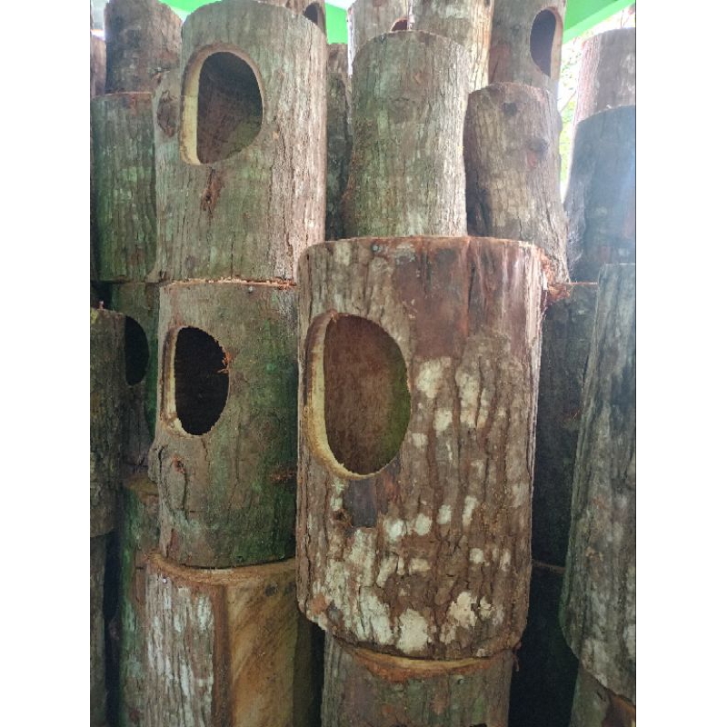 GLODOK POHON UNTUK BURUNG MURAI