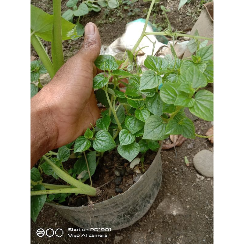

daun sirih cina segar 100gr