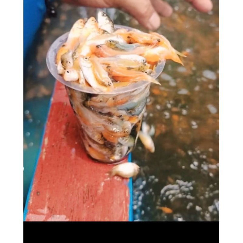 anak ikan mas pakan predator(pergelas)