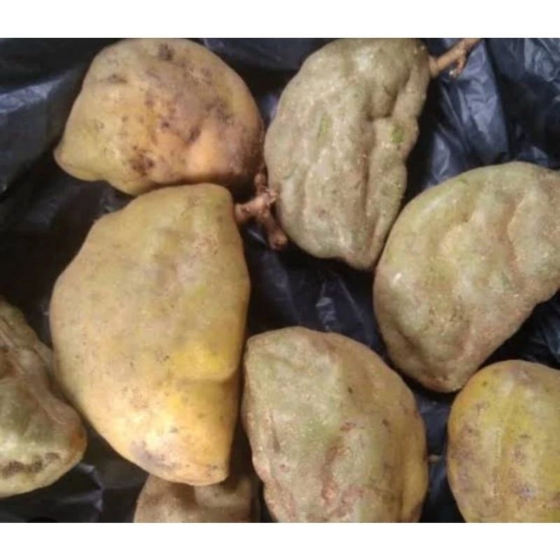 

Buah Nam Nam / Pokih /Pukih Segar Murah Di Ambil Dadakan