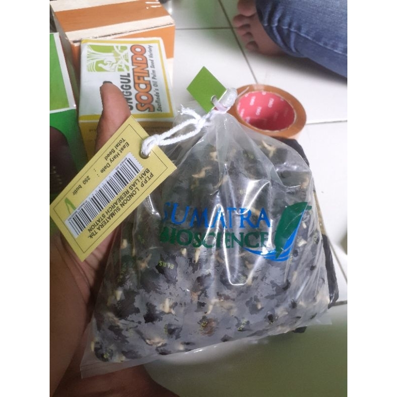 Bibit kecambah kelapa sawit SOCFINDO