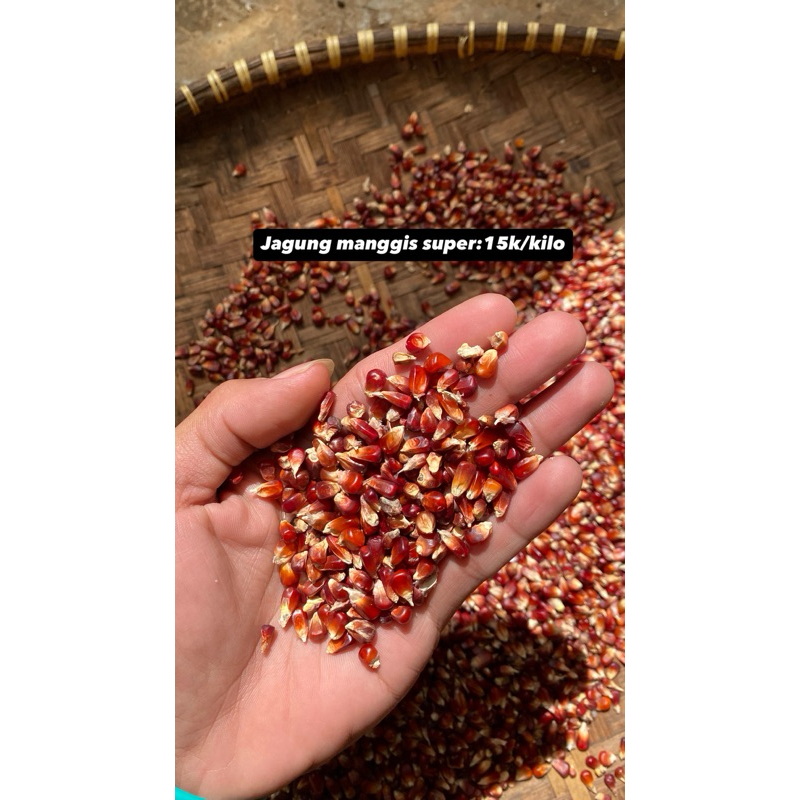 

jagung manggis super
