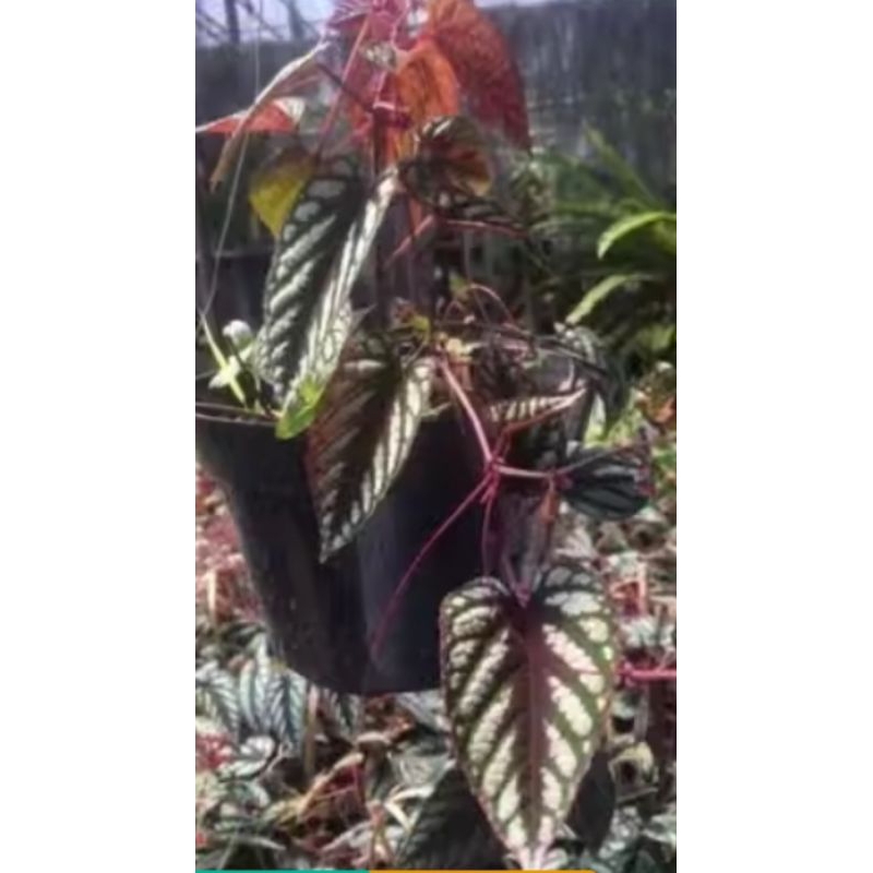 

Daun sirih keraton segar