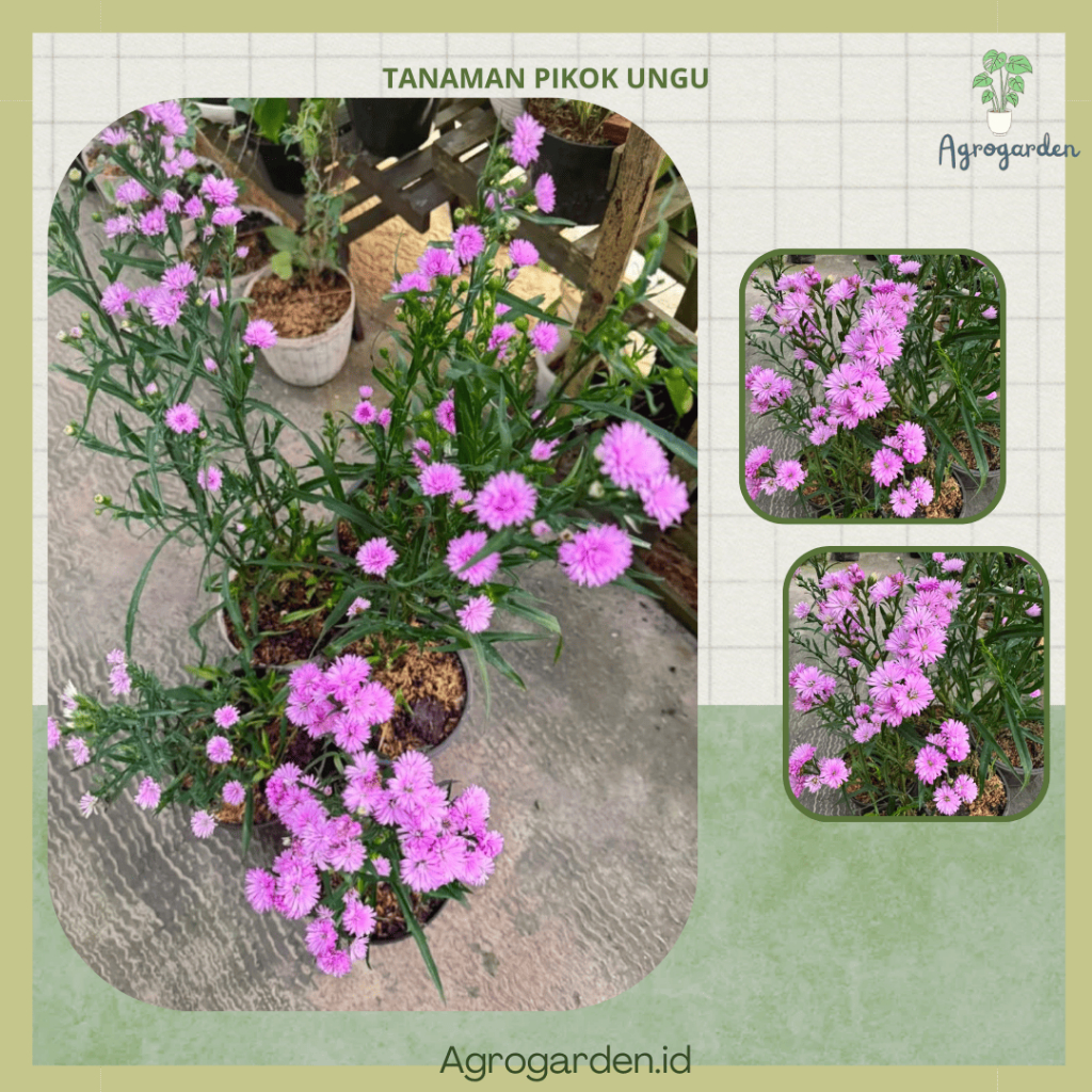 Tanaman Bunga Aster Peacock / Pikok Ungu Bibit/ Bunga Pikok Ungu - Tanaman Hias Aster Pikok Ungu, Ta