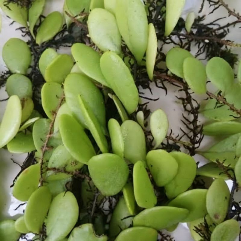 

Daun Picisan Segar Fres Isi Per 1 Kg Alami