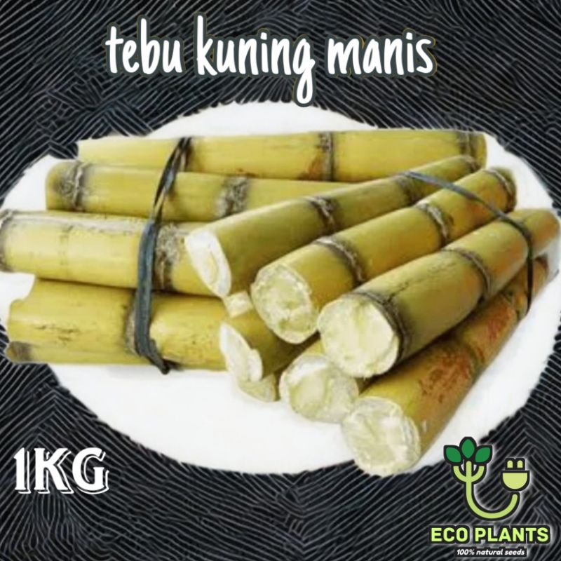 

Tebu Kuning Manis 1kg Fresh / Tebu Kuning Konsumsi / Bibit Tebu Kuning