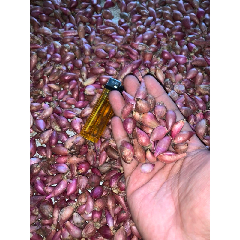 

BAWANG MERAH LOKAL JAWA bawang halus/kecil murah