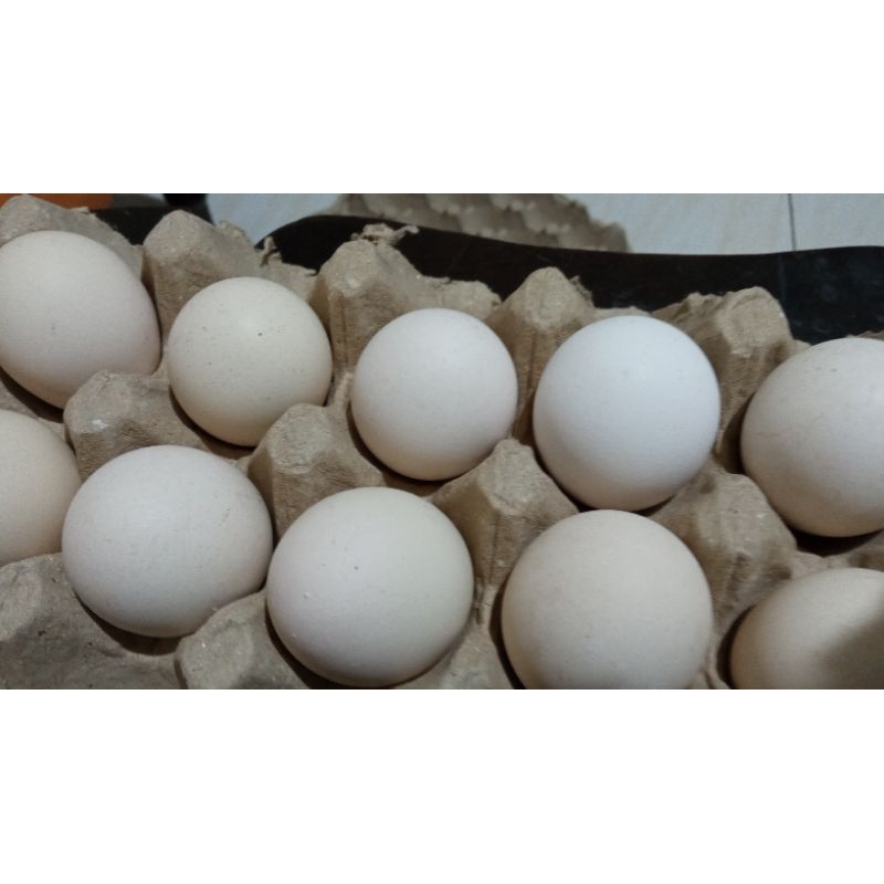 

Telor Ayam Kampung Omega 3 Curah @ 12 Butir