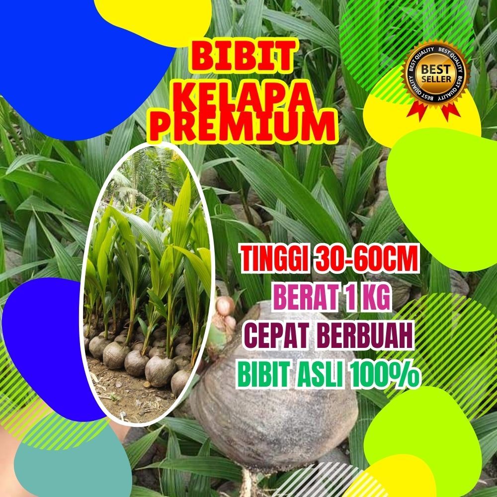 KUALITAS UNGGUL.. Bibit Kelapa Entok Anakan, Bibit Kelapa Entok Anak