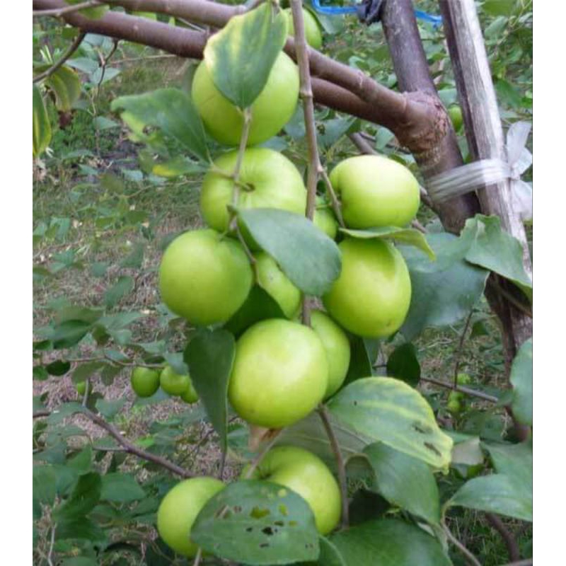 

Tanaman Apel Putsa Apel India sudah berbunga atau berbuah