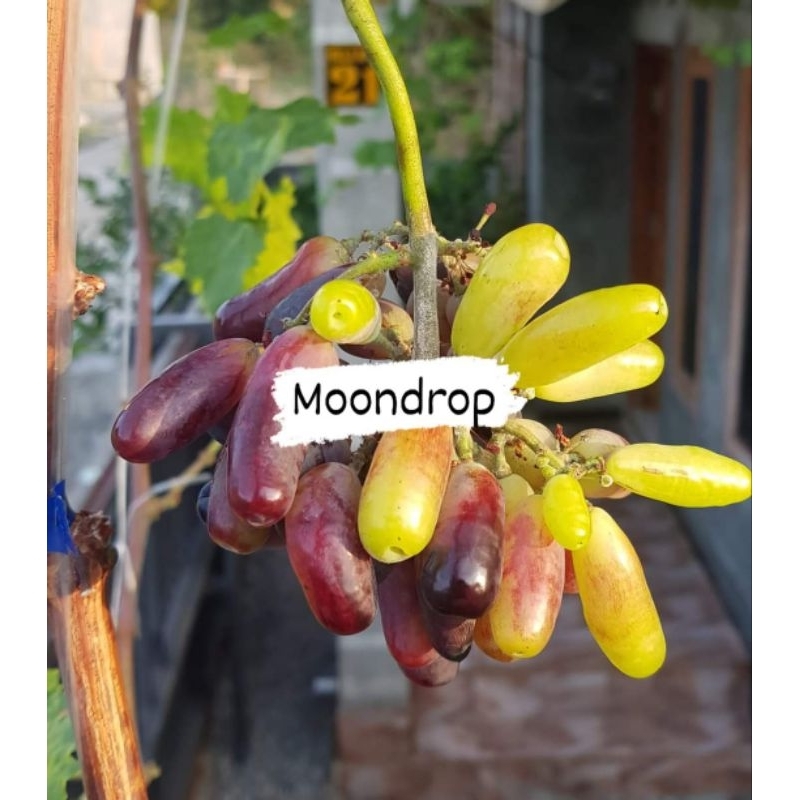 Bibit anggur moondrop
