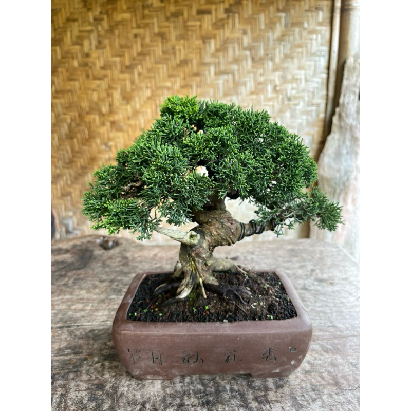 Bonsai cemara Kishu/Bonsai Sargenti Pingpong