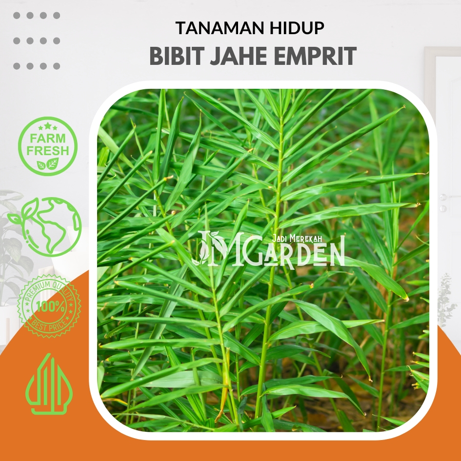 [JM Garden] Bibit Jahe Emprit / Bibit Tanaman Herbal Jahe Emprit