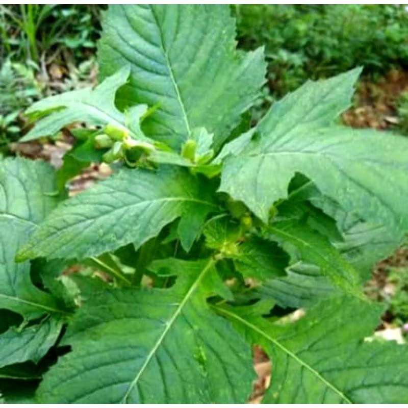 

daun sintrong 250gr+