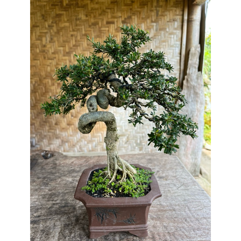 Bonsai Saeng Simbur