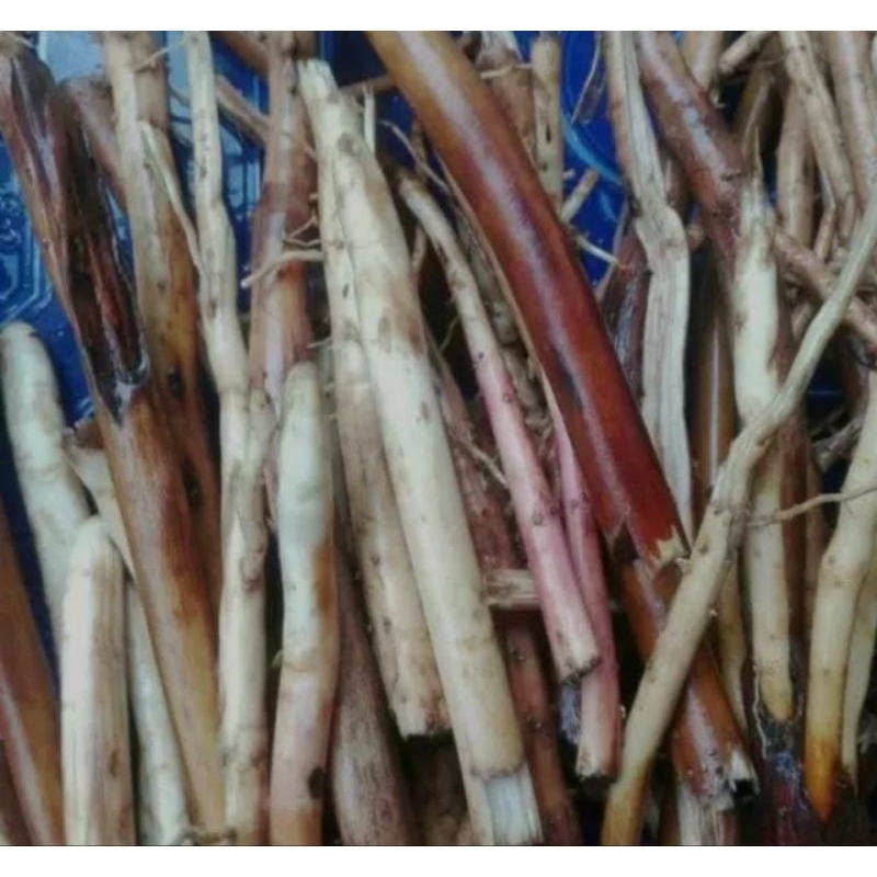 

promo akar pinang akar jambe/herbal kuat/kualitas bagus press 1kg