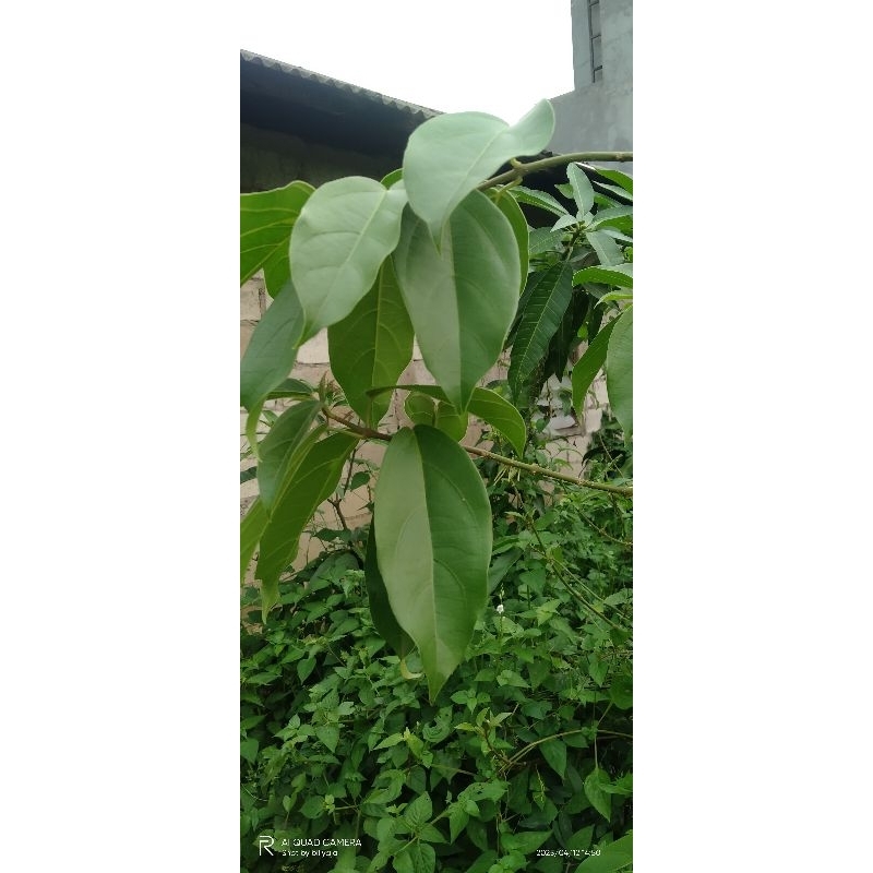 

daun cincau perdu organik