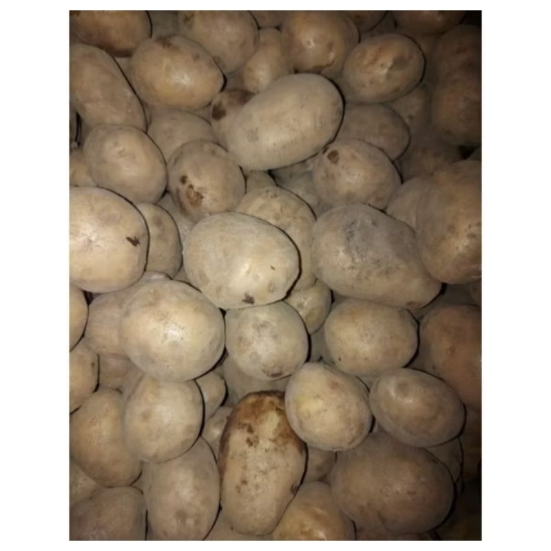 

Forcysn Sepesialsayuran.Berkah- Kentang Ukuran Besar500Gr