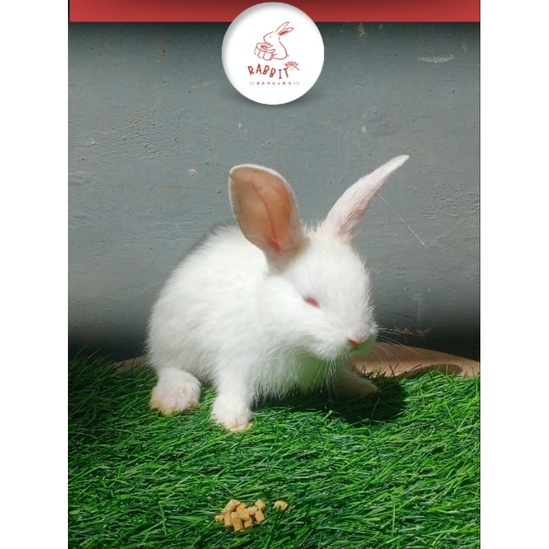 Baby Kelinci Lokal Murah | Rumah Kelinci Bandung
