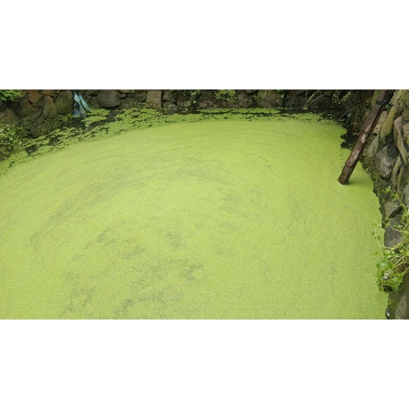

Lenma/Matalele 1kg