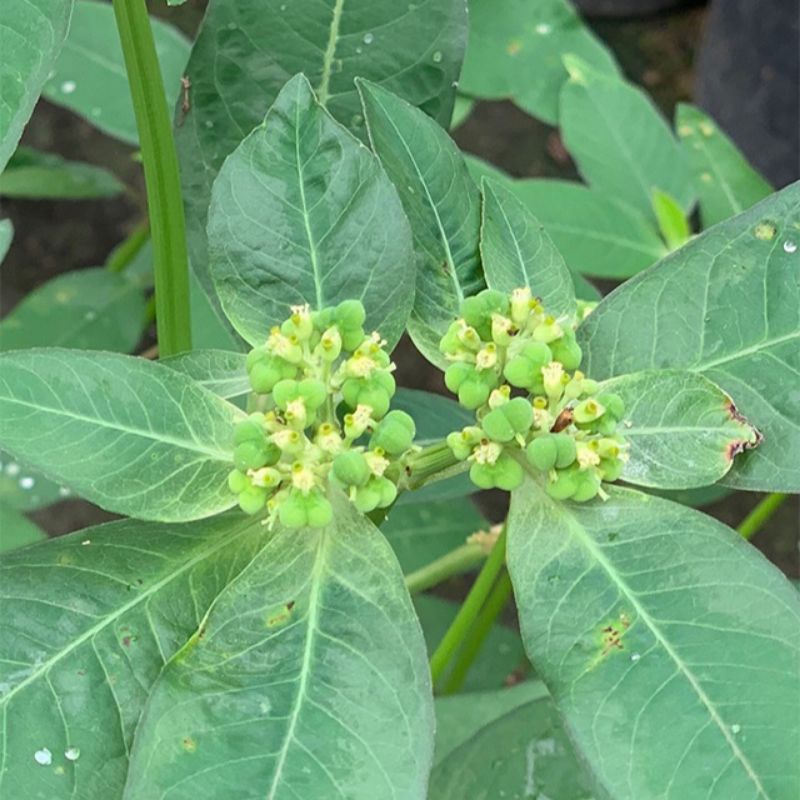 

Dau Katemas-Patikanmas-Daun Astroli Segar Hemat Herbs Penurun Berat Badan 250 Gr