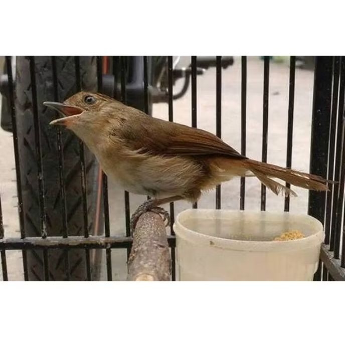 FLAMBOYAN RAWATAN RAJIN BUNYI ( PILIHAN )