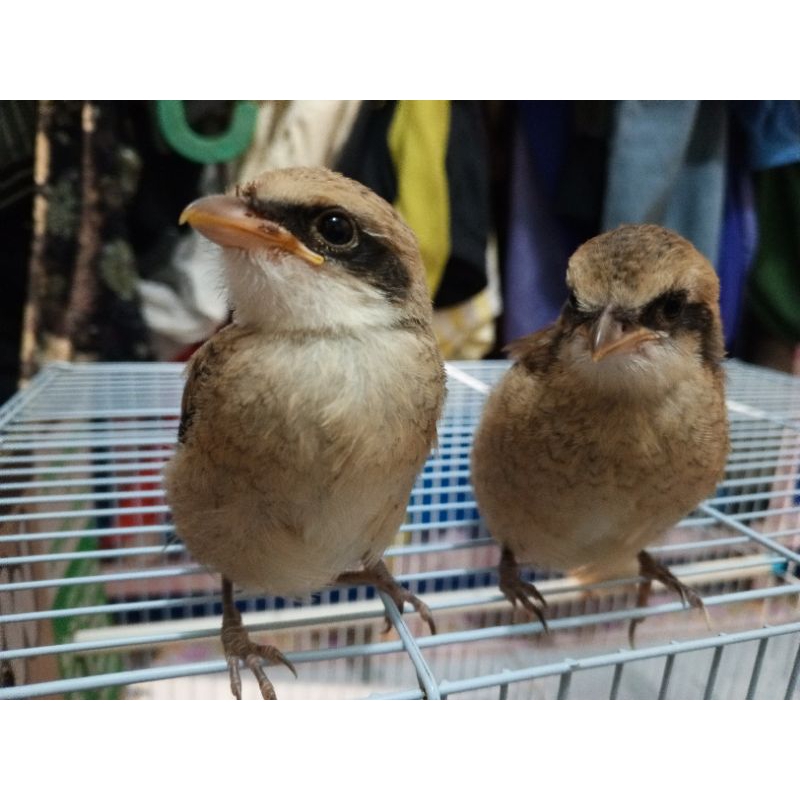 TROTOLAN PENTET JATIM JANTAN PILIHAN PROSPEK