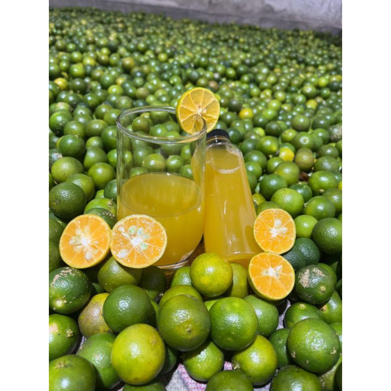 

1kg jeruk songkit jeruk kunci jeruk kasturi