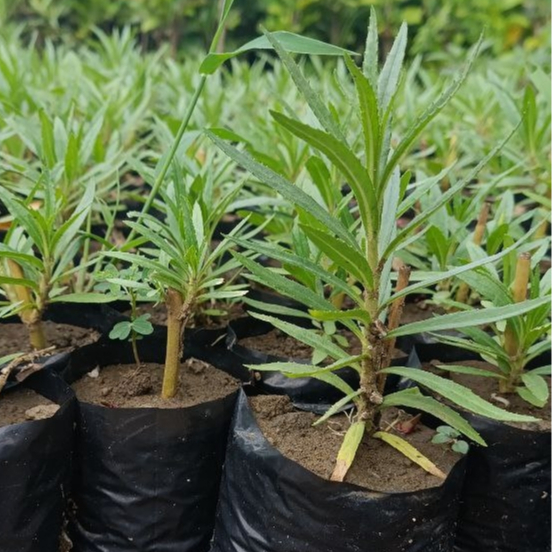 Bibit Bunga Lavender (Pengusir Nyamuk) Siap Tanam Murah