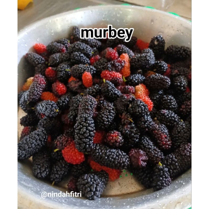 

ready buah Murbey per 100 grm