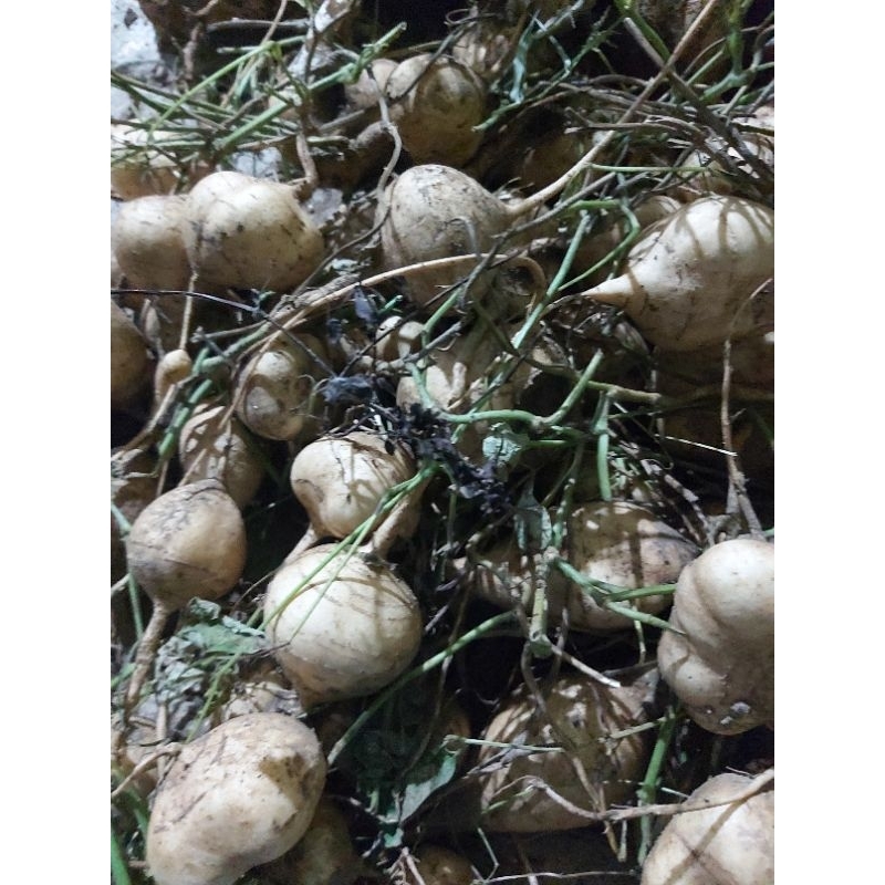 

Bengkoang bengkuang Fresh ambil dari kebun 1 kg ukuran kecil