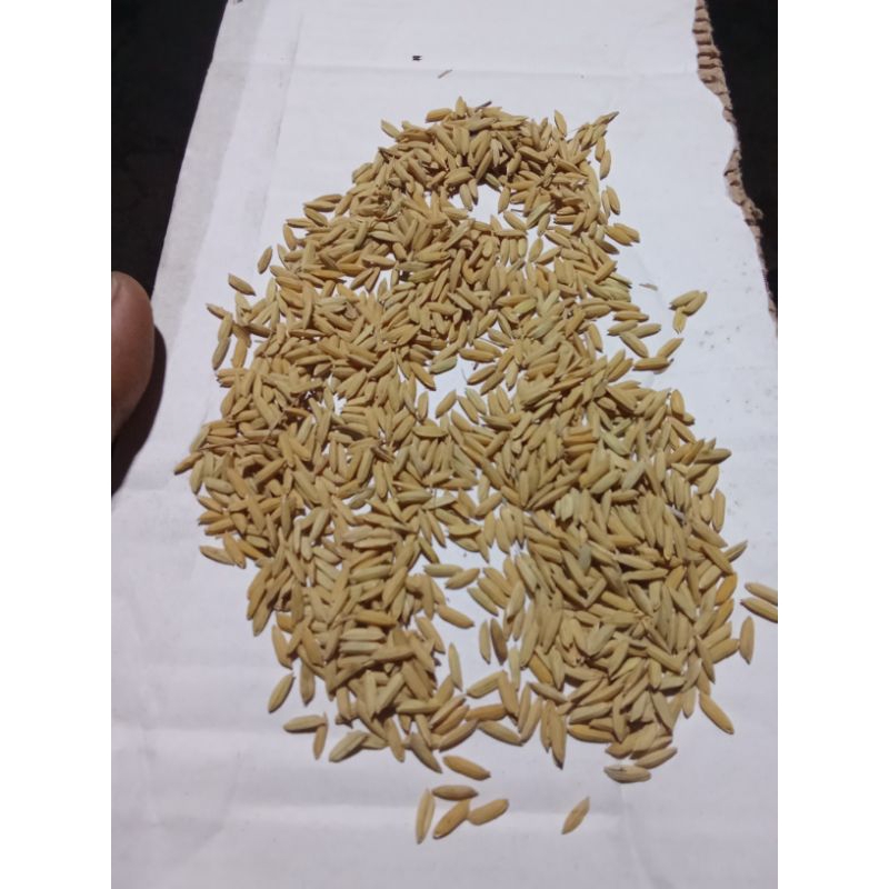 

padi kering gabah siap giling 10kg cocok untuk bibit tanam