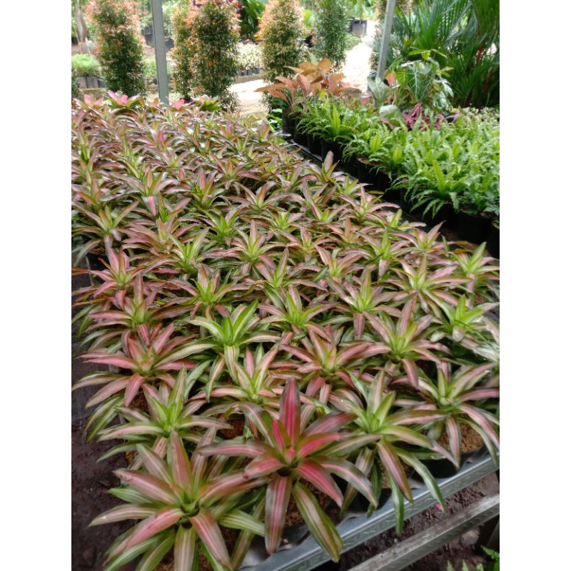 tanaman hias bromelia tricolor pohon bromelia
