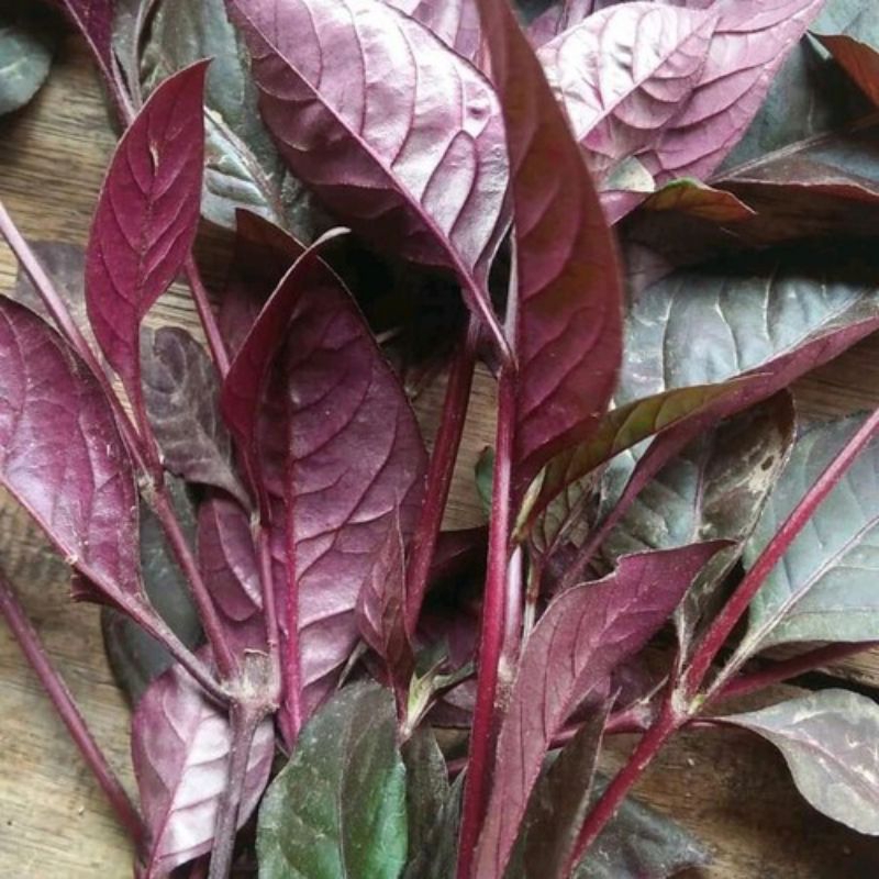 

Daun Ungu HANDEULEM SEGAR FRESH 500Gram