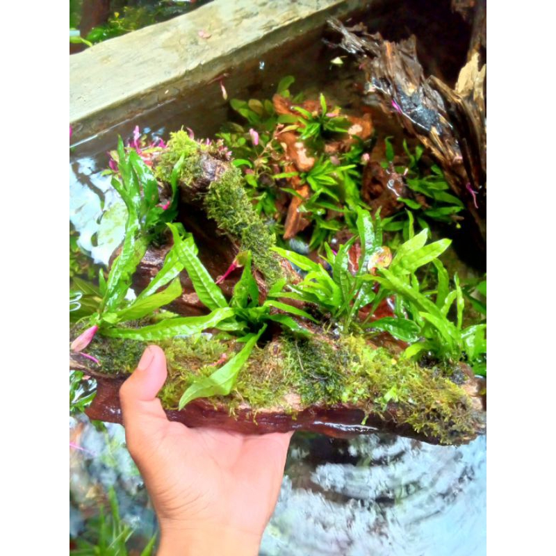 kayu rentek fullset tanaman aquascape