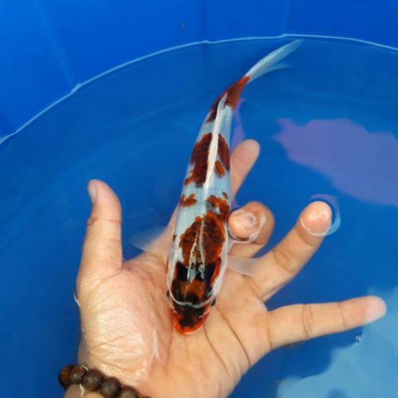 hiasan aquarium goromo size 10-15 cm