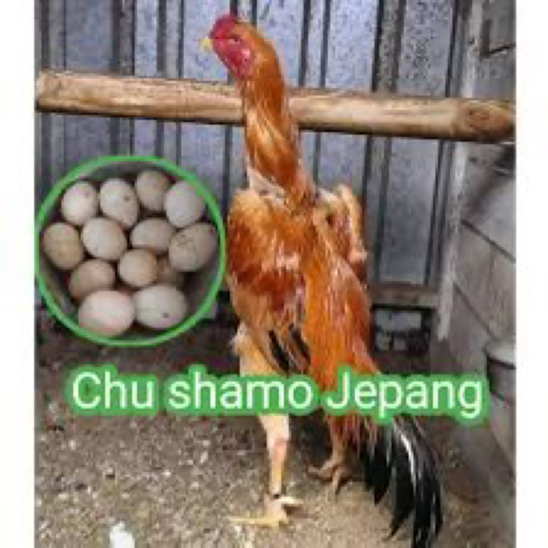 

PAKET MURAH TELUR SHAMO (Cod) beli 3 bonus 1