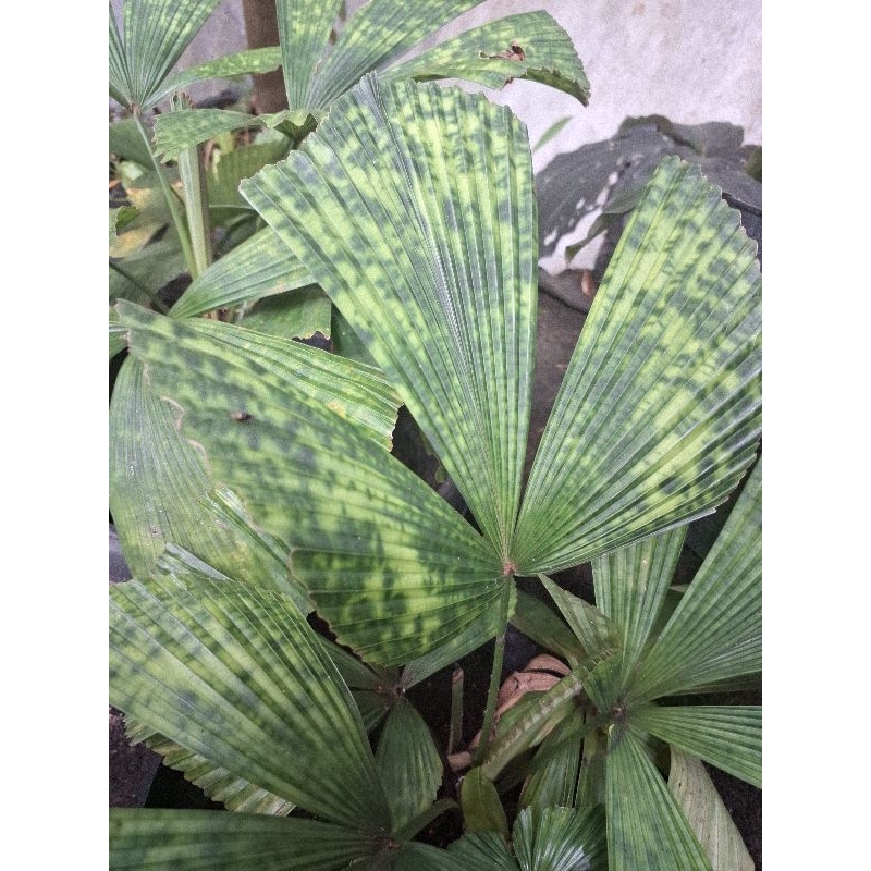 Palem Licuala Mapu Rawatan