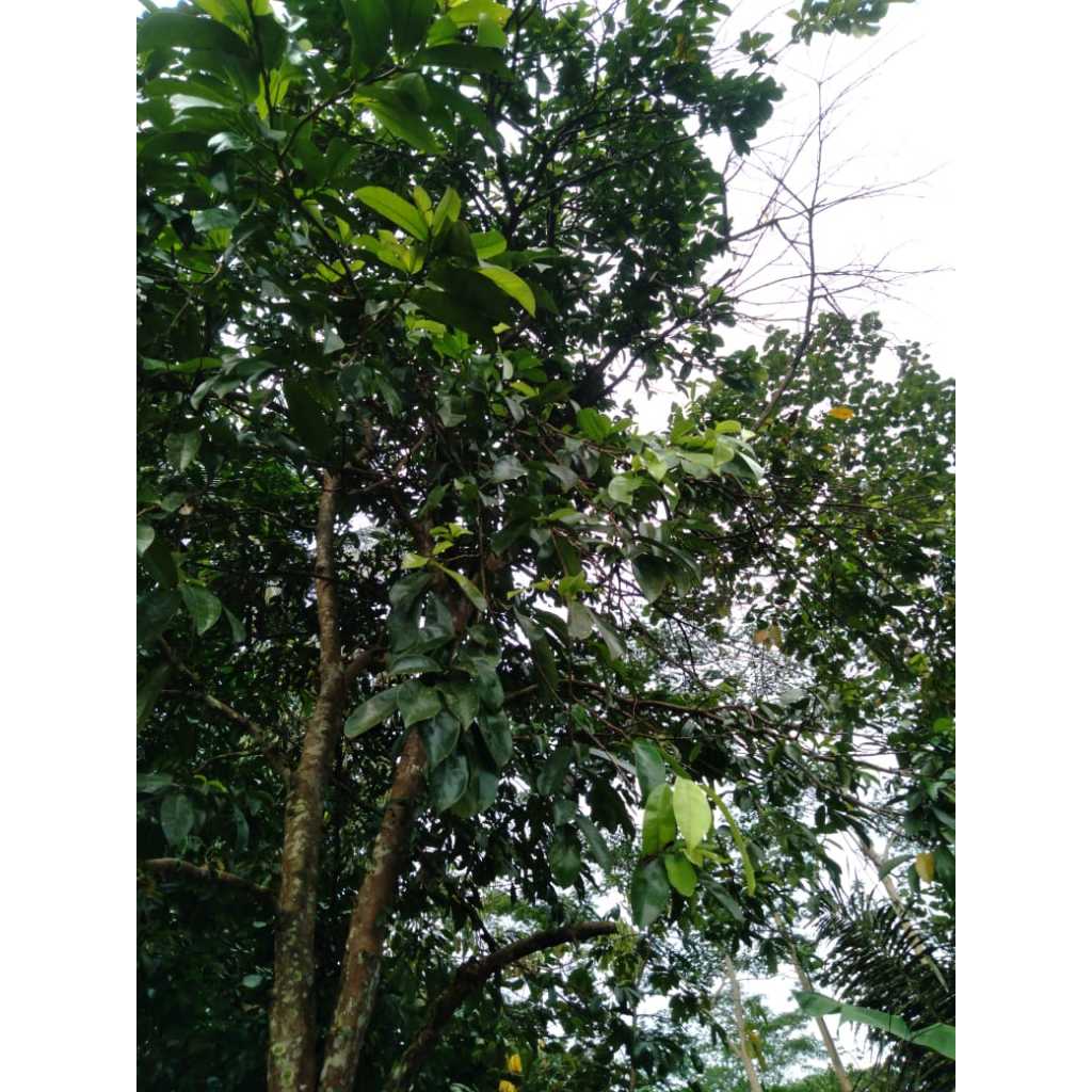 

DAUN SIRSAK SEGAR (20 LEMBAR)