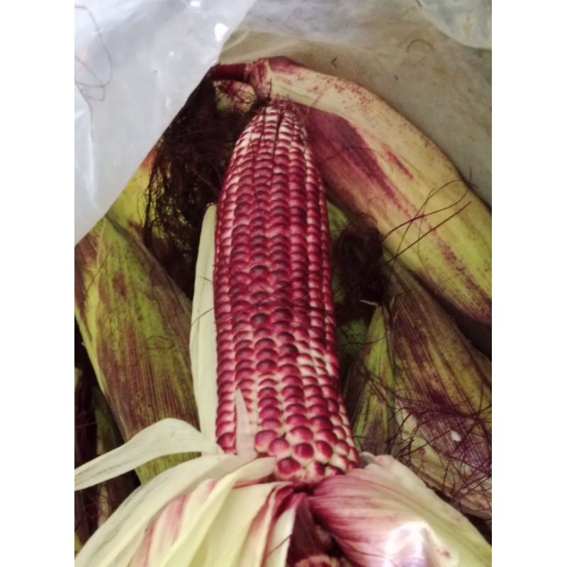 

Grade B. Jagung ungu untuk konsumsi 1 kg
