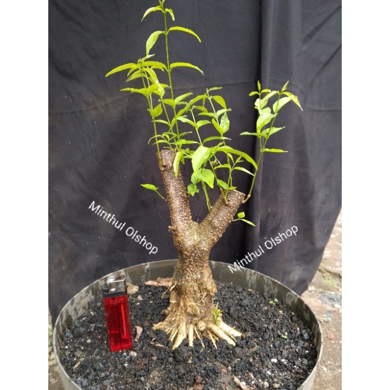 Bonsai anting putri prokar batang besar sesuai foto